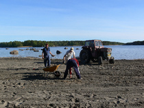 Mikko Mäki-Tanila traktoreineen ja lentopalloilijat puhdistamassa hiekkarantaa kaislanjuurista 29.5.2009.